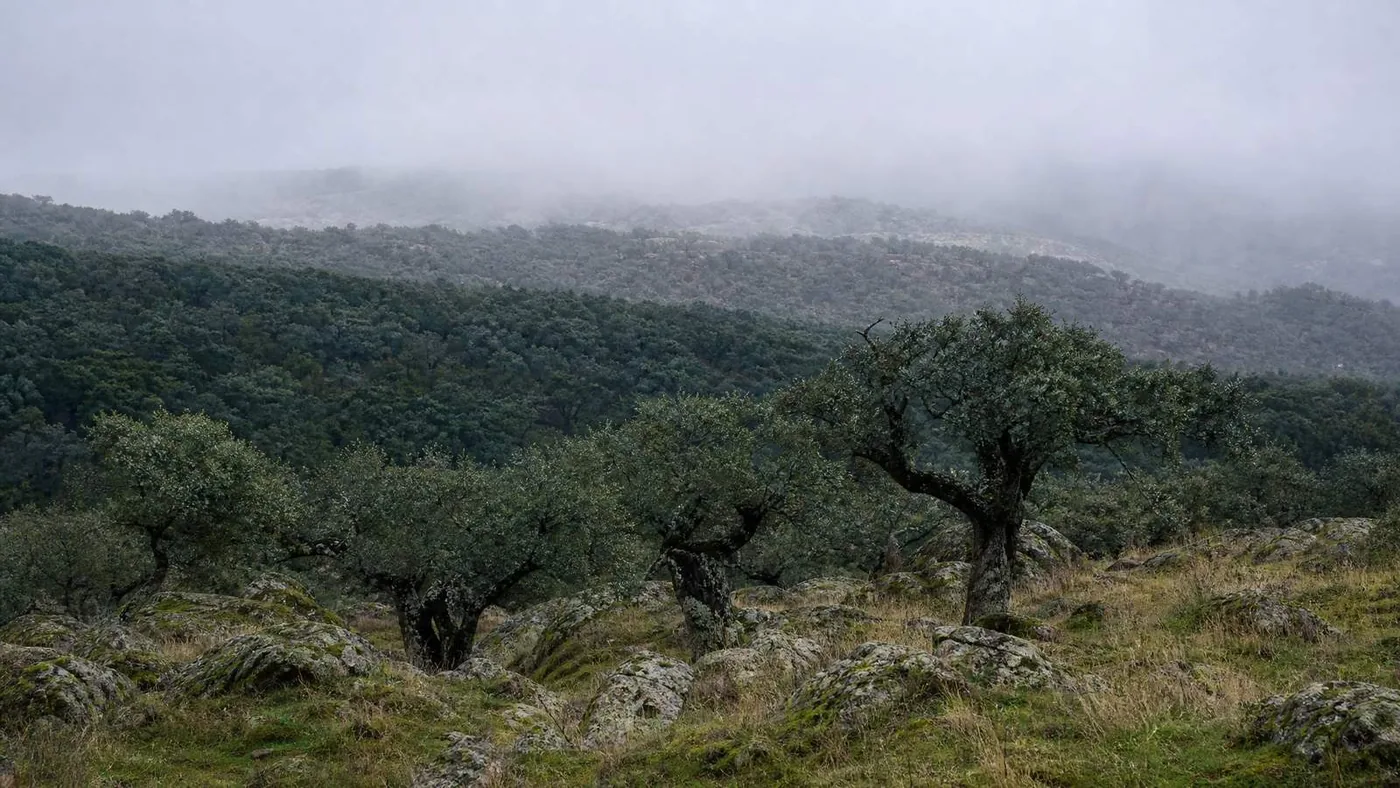 Wooded ridges of the Serra de Sintra fading one behind another into Atlantic mist, cork oaks in the foreground