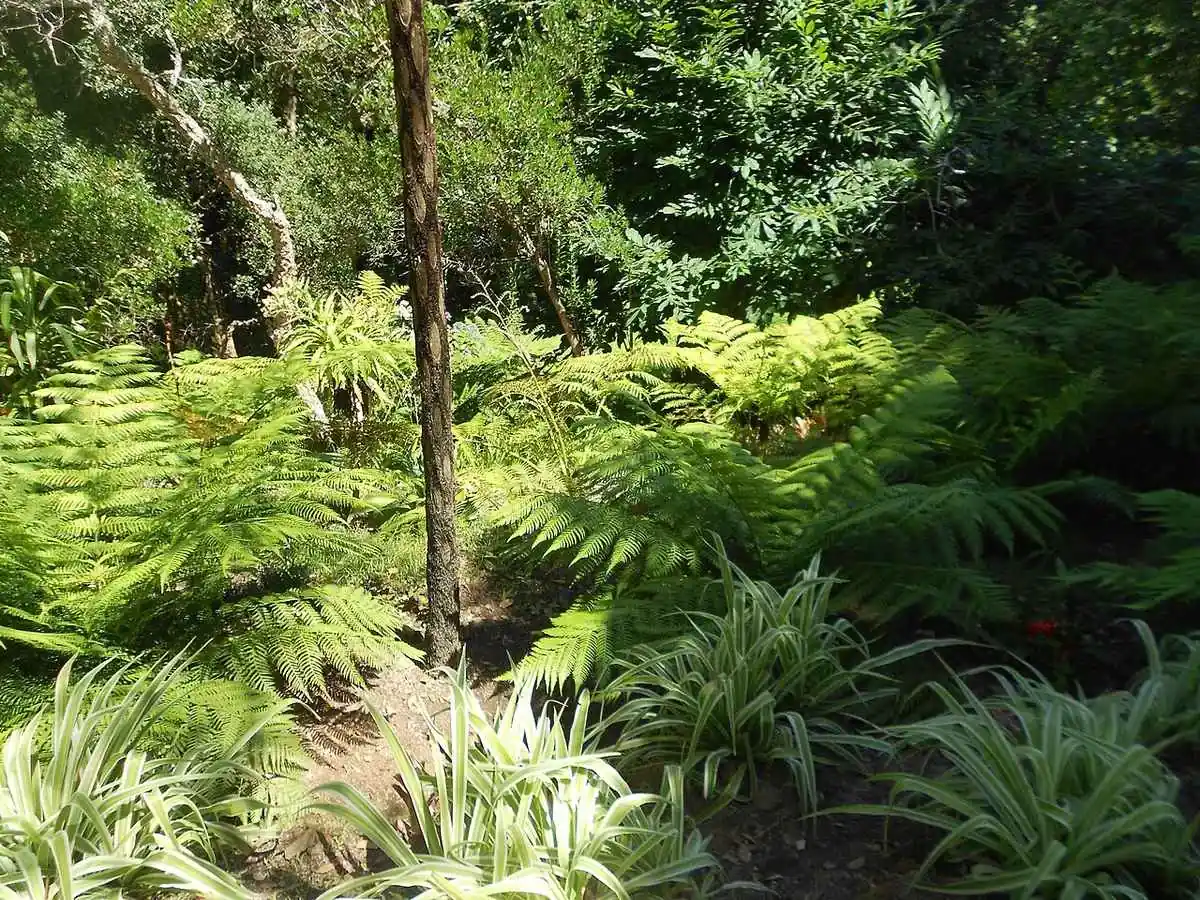 Tree ferns and undergrowth crowding a shaded slope in the Fern Valley