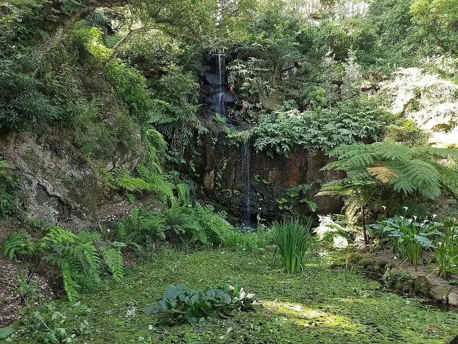 Beckford’s Waterfall dropping through a rock face thick with ferns