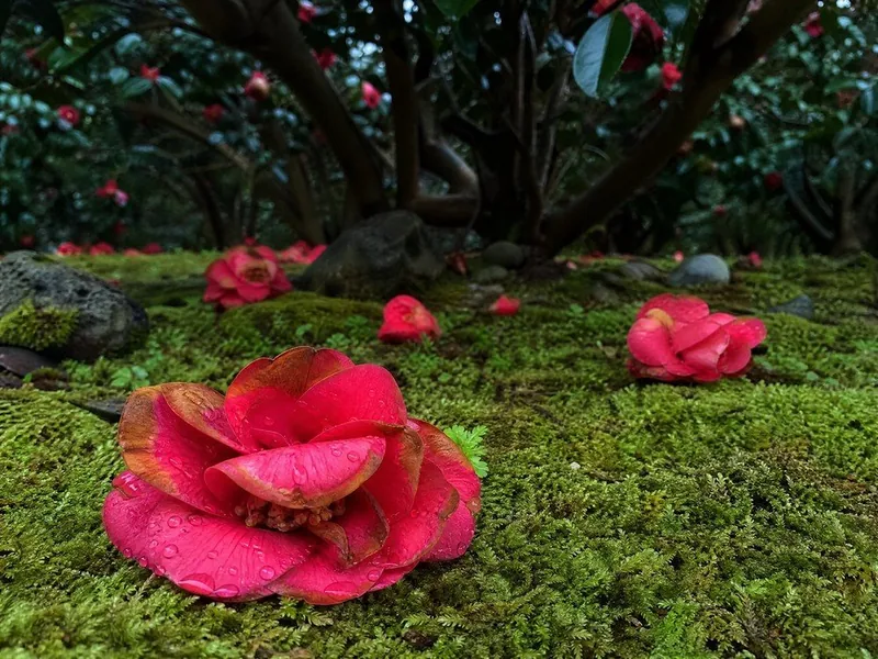 Fallen red camellia flowers lying on wet moss under a dark hedge of glossy leaves