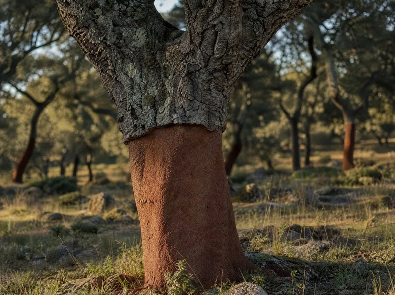 The stripped trunk of a cork oak, rust-red below and rough grey bark above, in low side light