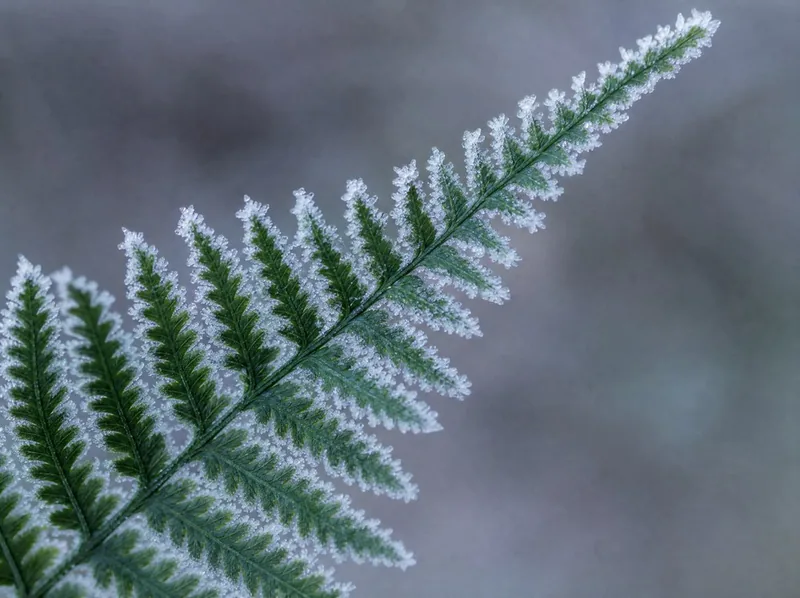 Frost along the edge of a fern frond